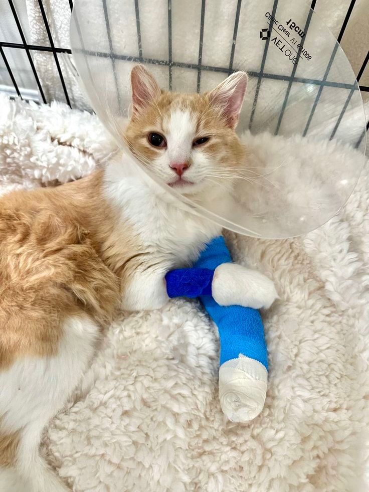 hero-homepage cat-rescue