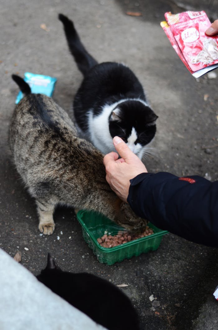 about-01 A person feeds stray cats outdoors using packaged cat food.